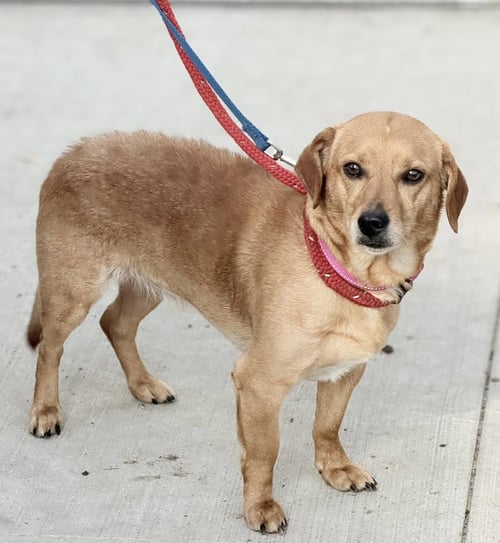FINN TWO - Beagle / Dachshund available for adoption
