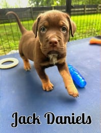 Whiskey Pups - Jack Daniels - Photo 1