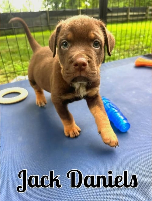WHISKEY PUPS - JACK DANIELS - Boxer / Australian Shepherd available for adoption