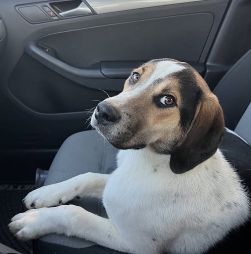 COLBY - Hound / Labrador Retriever available for adoption