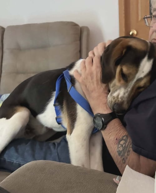 COLBY FTA - Hound / Labrador Retriever available for adoption