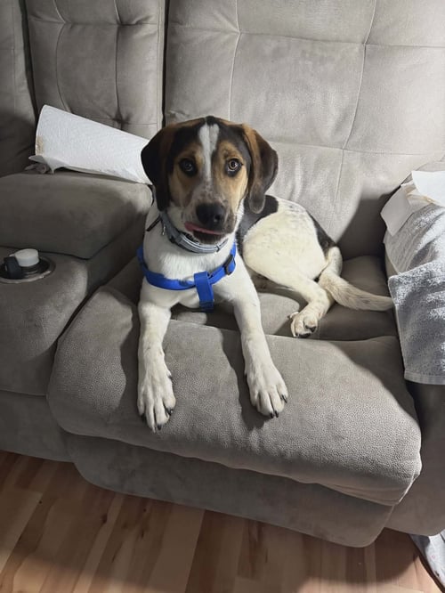 COLBY FTA - Hound / Labrador Retriever available for adoption