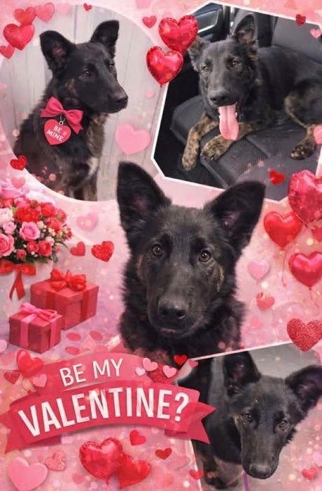 RAVEN - German Shepherd Dog available for adoption