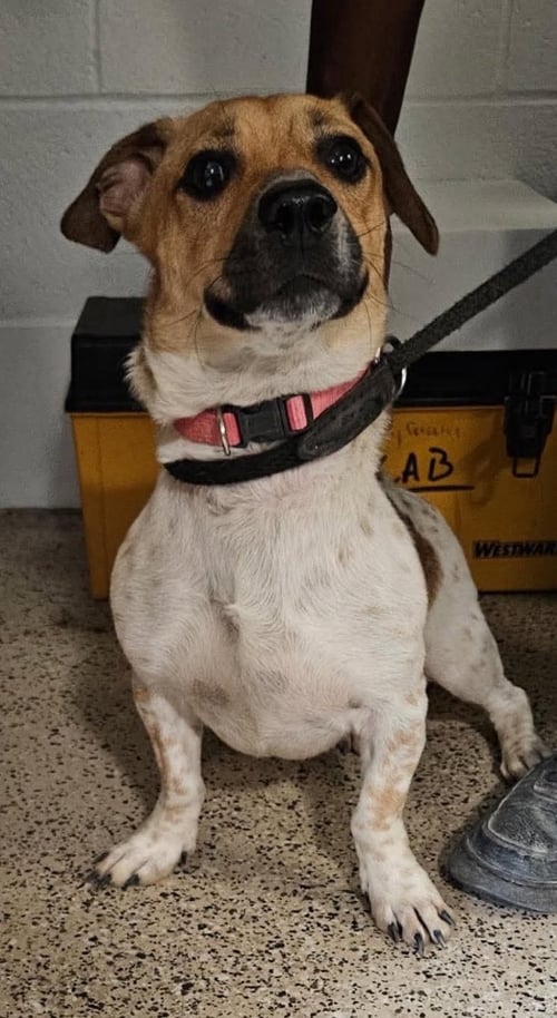 BRAMBLE - Beagle / Basset Hound available for adoption