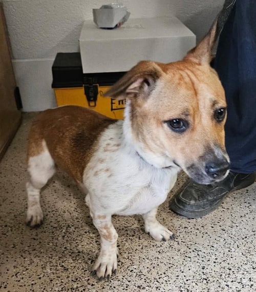 BRAMBLE - Beagle / Basset Hound available for adoption