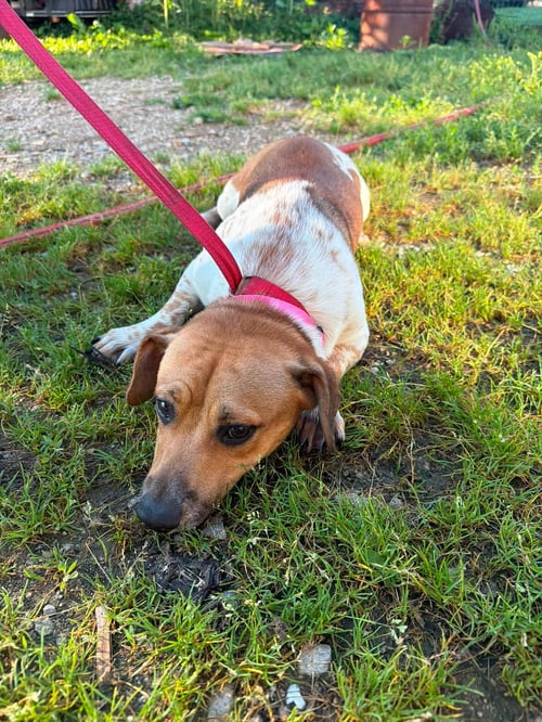 BRAMBLE - Beagle / Basset Hound available for adoption