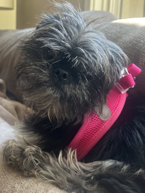 SIS - Shih Tzu available for adoption