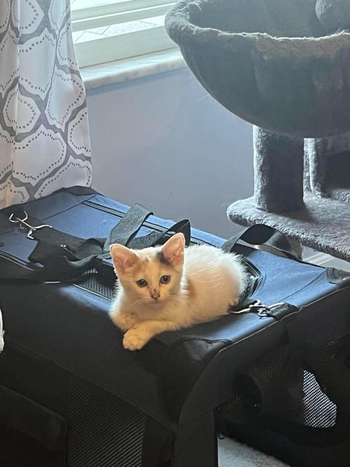 SNOWBELL (KITTY) - Domestic Short Hair available for adoption