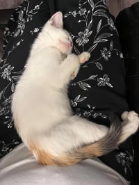 Snowbell (Kitty) - Photo 6