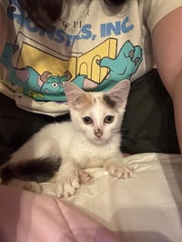 Snowbell (Kitty) - Photo 1