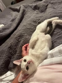 Snowbell (Kitty) - Photo 4