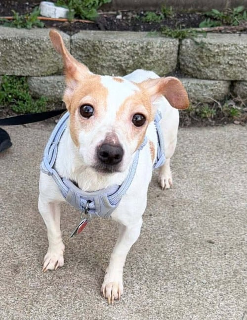 BONNIE & CLYDE - BONNIE - Jack Russell Terrier available for adoption