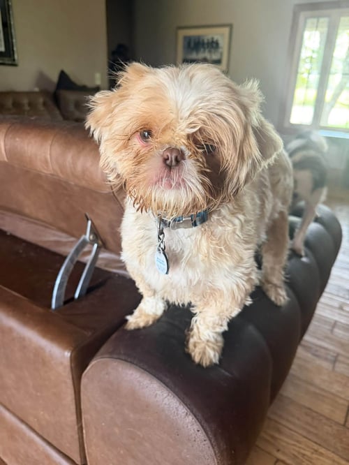 GIZMO