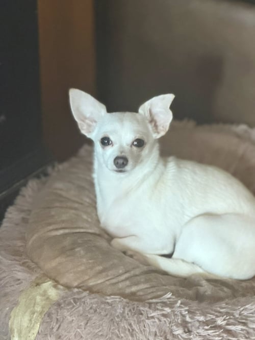 SNOWY - Chihuahua available for adoption