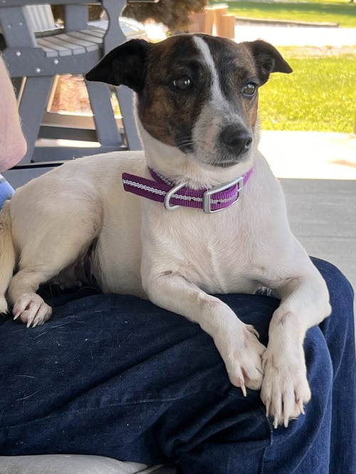 SADIE MAE - Jack Russell Terrier available for adoption
