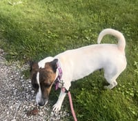 Sadie Mae - Photo 4