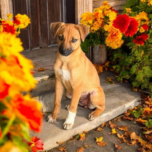 MARIGOLD - Chihuahua / Beagle available for adoption