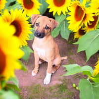 Marigold - Photo 2