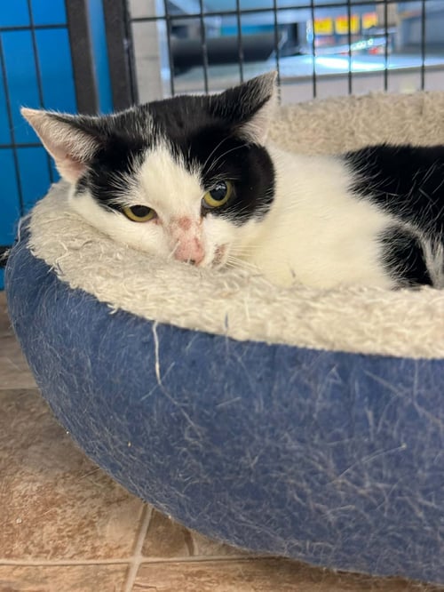 BIANCA (KITTY) - Domestic Short Hair available for adoption