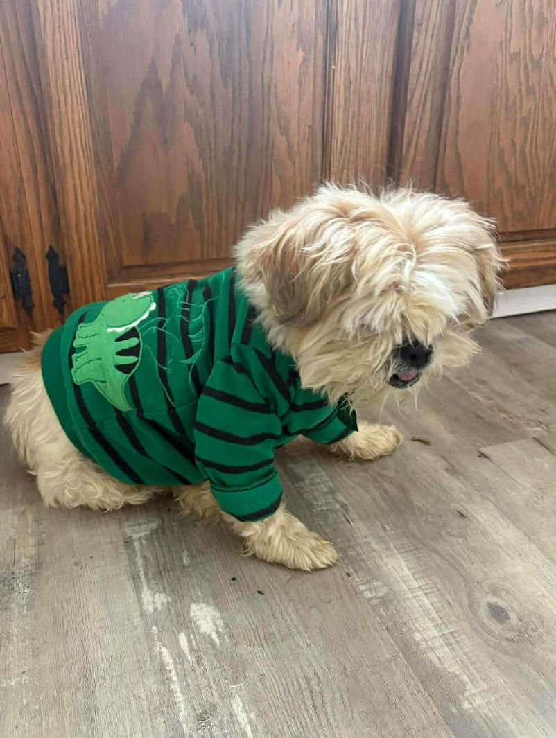 JACK - Shih Tzu available for adoption