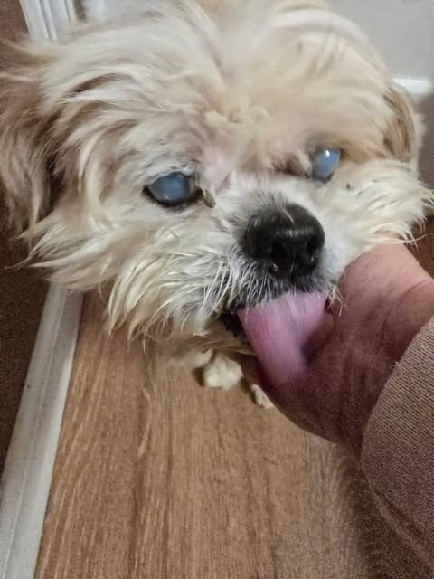 JACK - Shih Tzu available for adoption