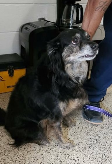 JUPITER - Australian Shepherd available for adoption