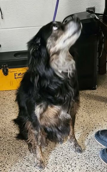 JUPITER - Australian Shepherd available for adoption