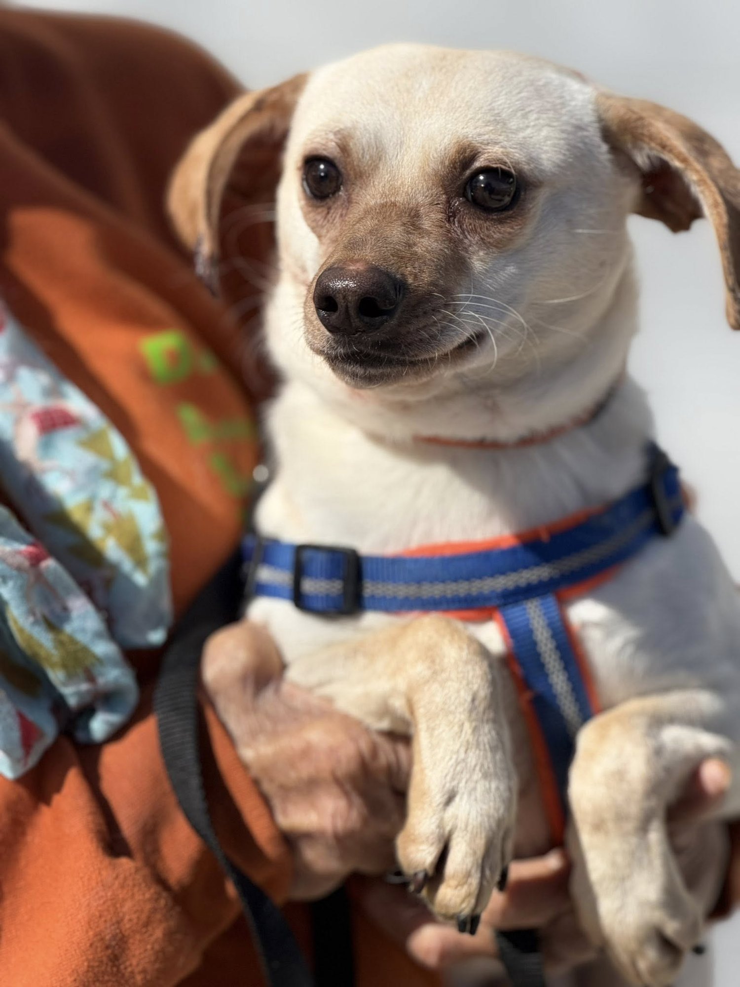 JUNIOR - Chihuahua available for adoption