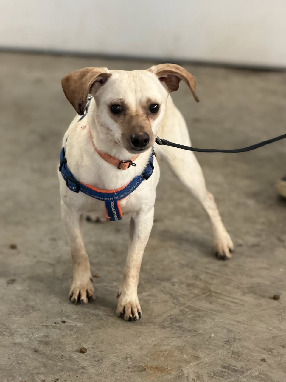 JUNIOR - Chihuahua available for adoption