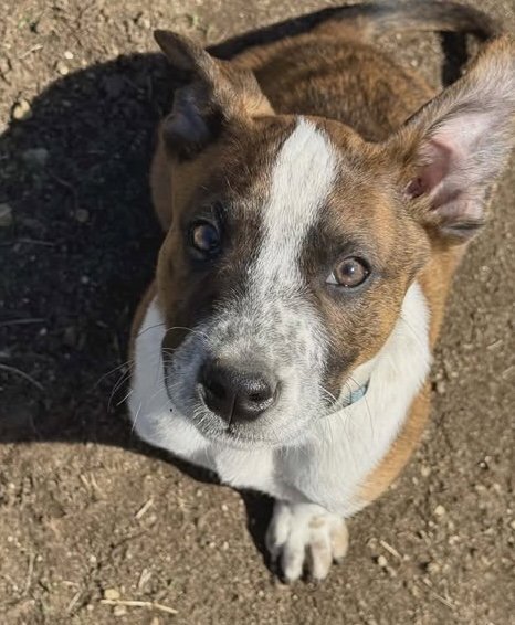 JACK MILES - Unknown available for adoption