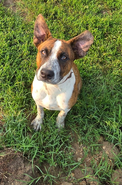 JACK MILES - Unknown available for adoption