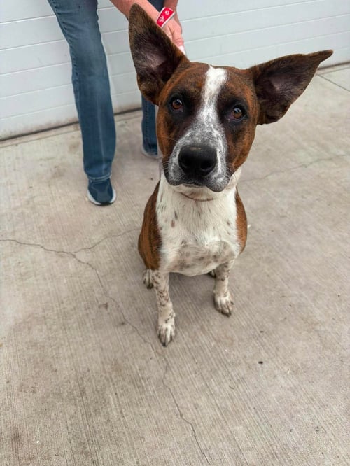 JACK MILES - Boxer available for adoption