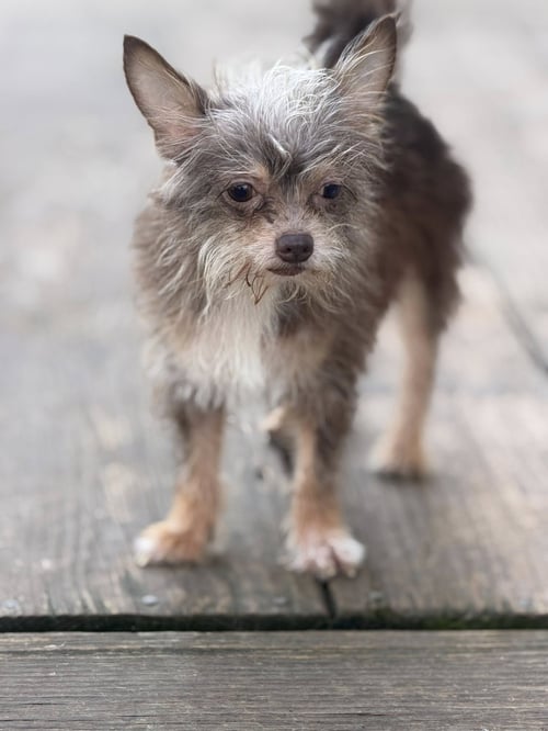 POOH - Chihuahua / Shih Tzu available for adoption