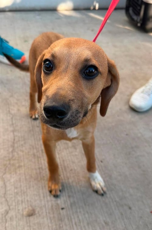 CANNON - Beagle / Basset Hound available for adoption