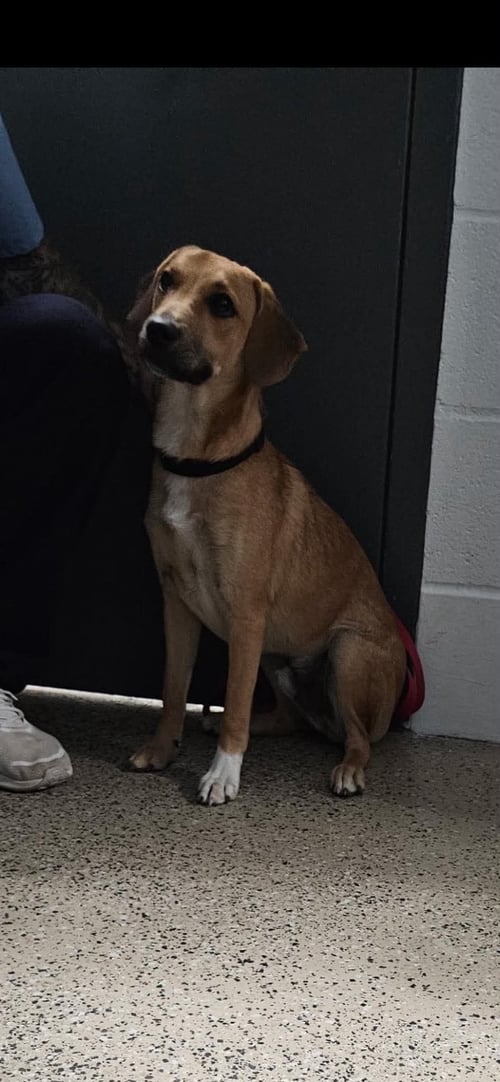 CANNON - Beagle / Basset Hound available for adoption