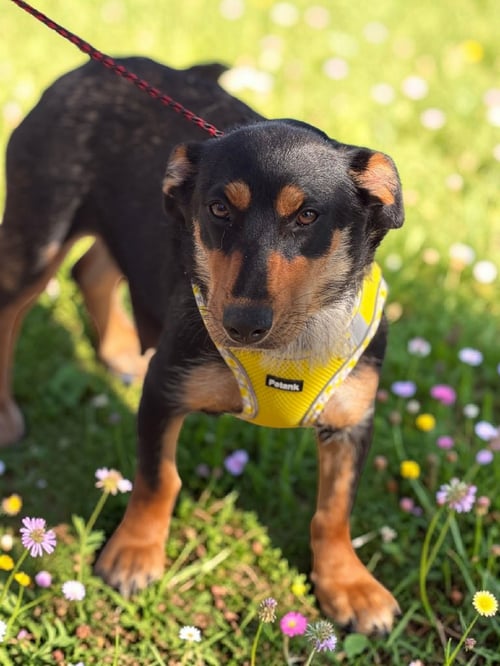 HANNAH - Dachshund / Miniature Pinscher available for adoption