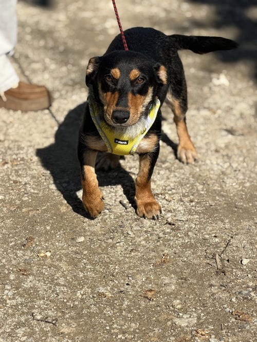 HANNAH - Dachshund / Miniature Pinscher available for adoption