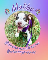 Whiskey Pups - Malibu - Photo 2