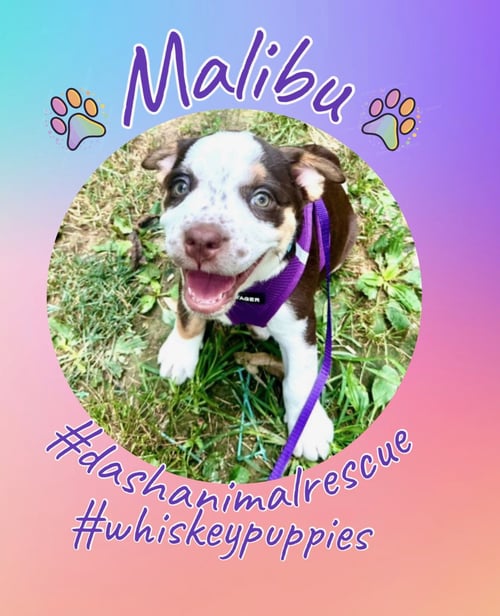 WHISKEY PUPS - MALIBU - Boxer / Australian Shepherd available for adoption