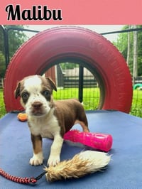 Whiskey Pups - Malibu - Photo 3