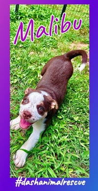 Whiskey Pups - Malibu - Photo 1