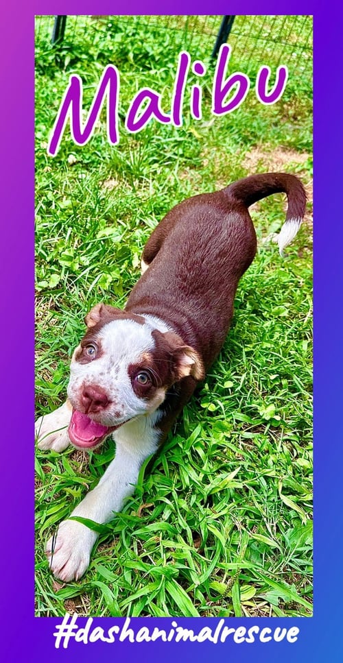 WHISKEY PUPS - MALIBU - Boxer / Australian Shepherd available for adoption