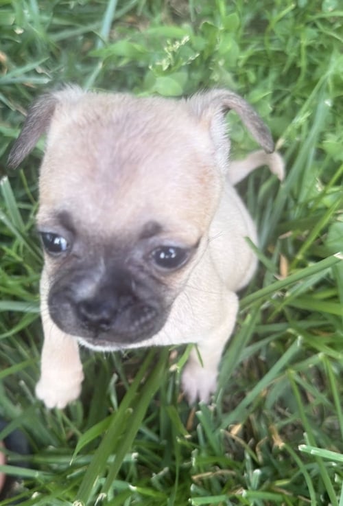 VINTAGE REDS - SABO - Chihuahua / Pug available for adoption