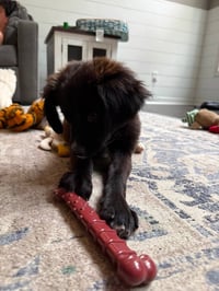 Sugar - Photo 2
