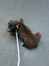 Sugar - Photo 3