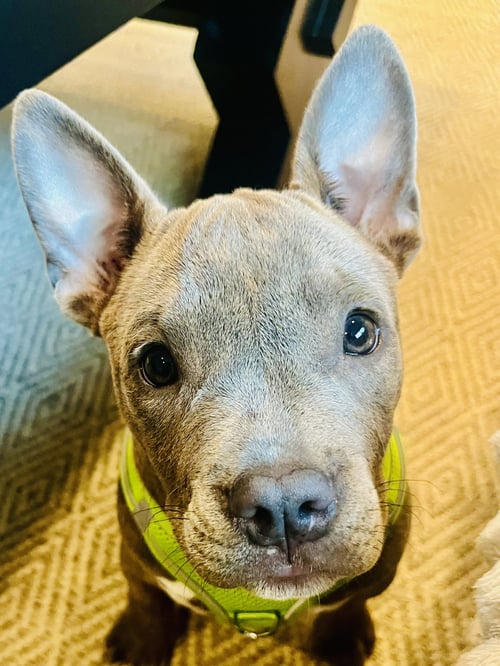 NYOMI - American Pit Bull Terrier available for adoption