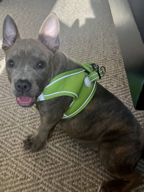 NYOMI - American Pit Bull Terrier available for adoption