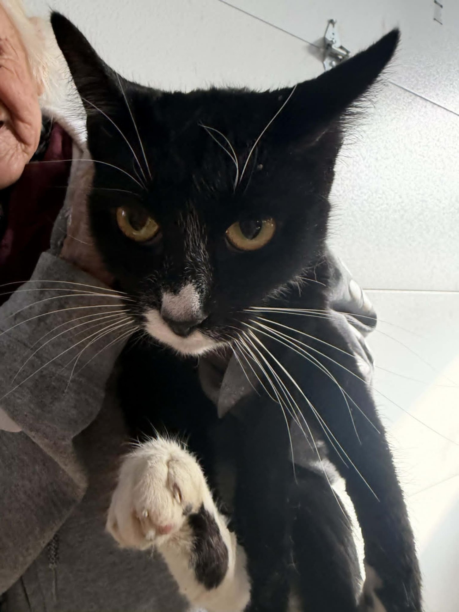 SASSY (KITTY) - Domestic Short Hair available for adoption