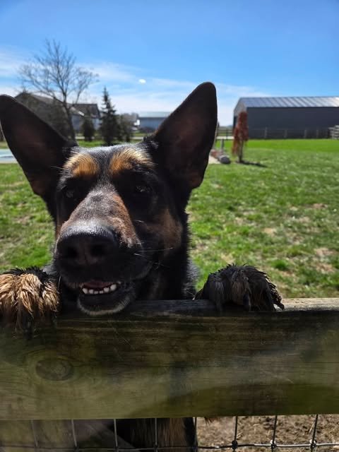 DAVONNA *FTA* - German Shepherd Dog available for adoption