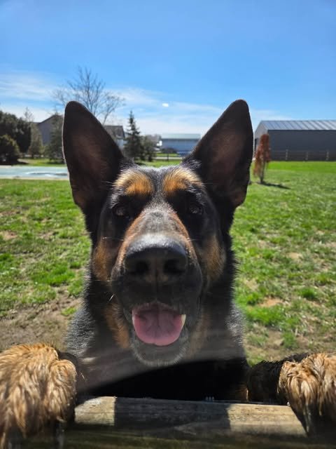 DAVONNA *FTA* - German Shepherd Dog available for adoption